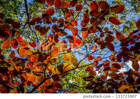 陽光下閃耀著鮮紅光芒的楓葉:埼玉縣日高市日和山 陽光下閃耀著鮮紅光芒的楓葉:埼玉縣日高市日和山 133723907