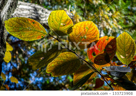 A gradation of yellow-green and red glowing in transmitted light: Autumn leaves at Hiwadayama in Hidaka City, Saitama Prefecture A gradation of yellow-green and red glowing in transmitted light: Autumn leaves at Hiwadayama in Hidaka City, Saitama Prefecture 133723908