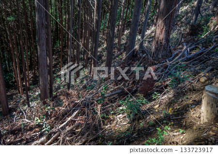埼玉縣高石山山坡上，倒伏的樹木和杉樹樹幹構成了一個森林景觀。 133723917