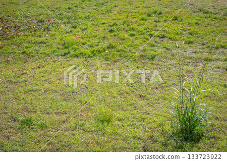 Copy space background of a lawn (grassland) with accent weeds in the lower right 133723922