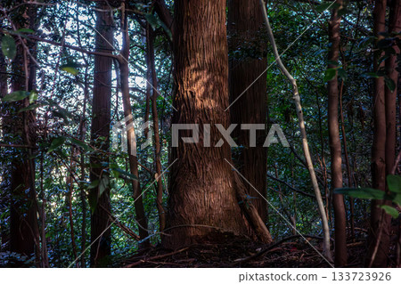 埼玉縣日高市日和田山,一片杉樹林的樹幹。陽光透過幽暗的森林灑下。 埼玉縣日高市日和田山,一片杉樹林的樹幹。陽光透過幽暗的森林灑下。 133723926