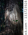 The trunk of a cedar tree in Hiwadayama, Hidaka City, Saitama Prefecture. Light and shadows on the bark. 133723928