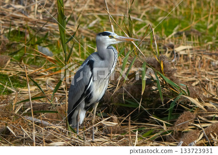 Gray heron 133723931