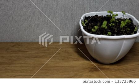Fresh Green Seedlings in White Pot on Wooden Table Fresh Green Seedlings in White Pot on Wooden Table 133723960