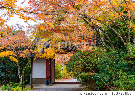 秋葉包裹在秋天 133723995