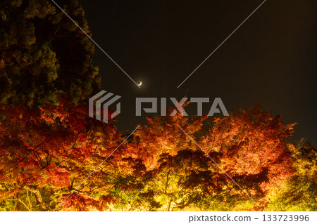 京都的秋葉被燈光照亮 133723996