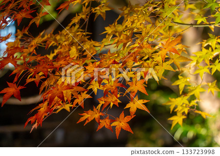 Autumn leaves in Kyoto illuminated Autumn leaves in Kyoto illuminated 133723998
