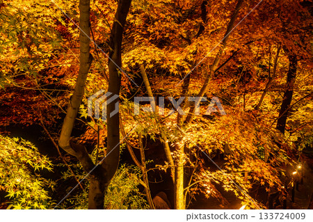 Autumn leaves in Kyoto illuminated 133724009