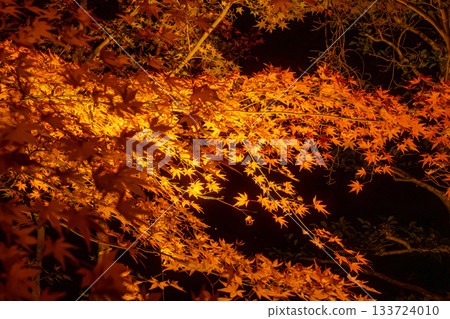 Autumn leaves in Kyoto illuminated Autumn leaves in Kyoto illuminated 133724010