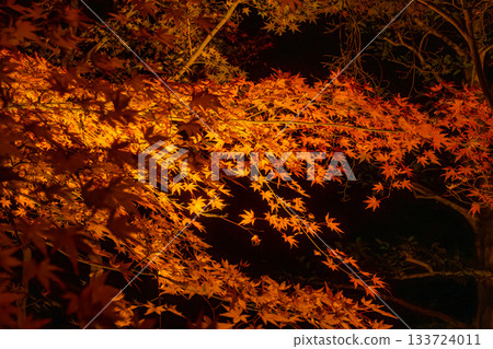 Autumn leaves in Kyoto illuminated Autumn leaves in Kyoto illuminated 133724011