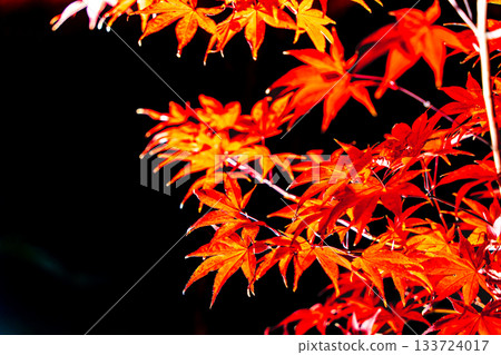 Autumn leaves in Kyoto illuminated 133724017