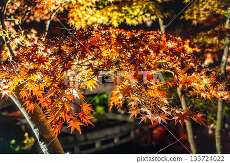 京都的秋葉被燈光照亮 133724022