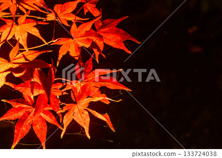Autumn leaves in Kyoto illuminated Autumn leaves in Kyoto illuminated 133724038
