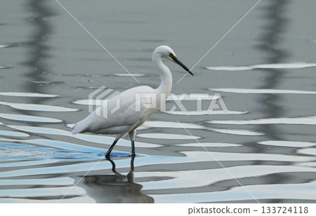 Heron Heron 133724118