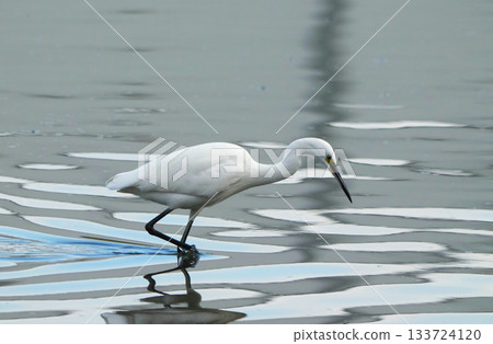 Heron Heron 133724120