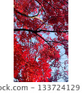 Park: Red leaves in autumn [Saitama Prefecture] 133724129