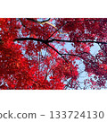 Park: Red leaves in autumn [Saitama Prefecture] 133724130