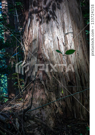 The trunk of a large cedar tree in Hiwadayama, Hidaka City, Saitama Prefecture. The rough bark bathed in sunlight. The trunk of a large cedar tree in Hiwadayama, Hidaka City, Saitama Prefecture. The rough bark bathed in sunlight. 133724158