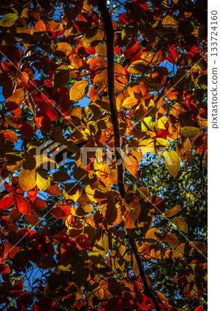 Autumn foliage at Hiwadayama in Hidaka City, Saitama Prefecture. Red and yellow leaves against the blue sky. Autumn foliage at Hiwadayama in Hidaka City, Saitama Prefecture. Red and yellow leaves against the blue sky. 133724160