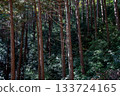 The cedar forest slopes of Hiwadayama in Hidaka City, Saitama Prefecture. The dense greenery and light of the forest. 133724165