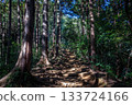 Hiwadayama, Hidaka City, Saitama Prefecture. A hiking trail where sunlight shines through the cedar forest. 133724166