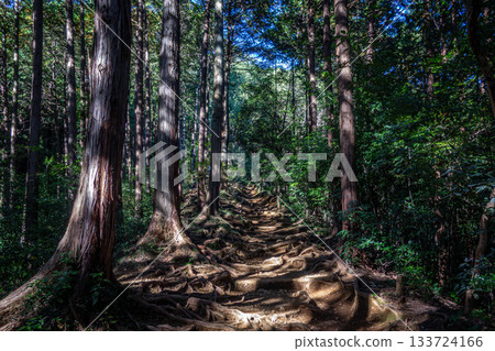Hiwadayama, Hidaka City, Saitama Prefecture. A hiking trail where sunlight shines through the cedar forest. Hiwadayama, Hidaka City, Saitama Prefecture. A hiking trail where sunlight shines through the cedar forest. 133724166