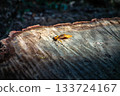 The remains of a tree cut down on Mt. Hiwada in Hidaka City, Saitama Prefecture. Fallen autumn leaves on a stump. 133724167