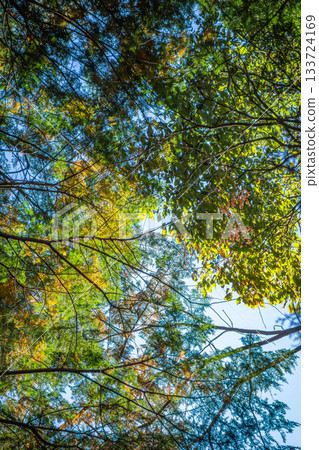 Looking up at the broadleaf forest of Hiwadayama in Hidaka City, Saitama Prefecture. Blue sky and autumn leaves Looking up at the broadleaf forest of Hiwadayama in Hidaka City, Saitama Prefecture. Blue sky and autumn leaves 133724169