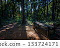 A cedar forest plaza in Hiwadayama, Hidaka City, Saitama Prefecture. Forest benches and light 133724171