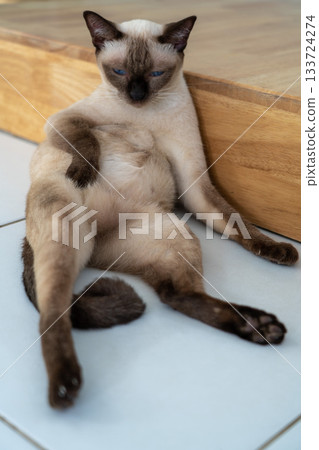 Siamese cat sitting and relaxing 133724274