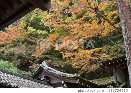 Autumn at Eikando Zenrinji Temple: Sanko no Matsu and Garyu Corridor seen from the Goei-do Hall (Sakyo Ward, Kyoto City) 133724313