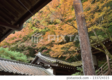Autumn at Eikando Zenrinji Temple: Sanko no Matsu and Garyu Corridor seen from the Goei-do Hall (Sakyo Ward, Kyoto City) Autumn at Eikando Zenrinji Temple: Sanko no Matsu and Garyu Corridor seen from the Goei-do Hall (Sakyo Ward, Kyoto City) 133724315