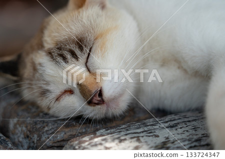 流浪貓小睡一會兒 流浪貓小睡一會兒 133724347