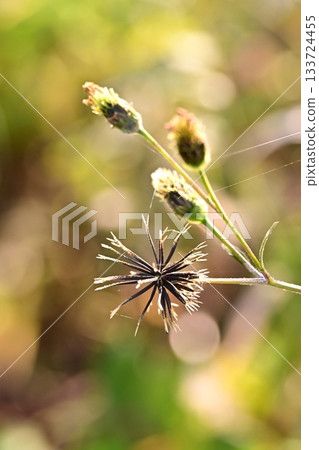 Bidens sieboldii (genus Bidens) - Barren land - Land for sale Bidens sieboldii (genus Bidens) - Barren land - Land for sale 133724455