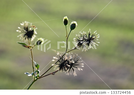 Bidens sieboldii (genus Bidens) - Barren land - Land for sale Bidens sieboldii (genus Bidens) - Barren land - Land for sale 133724456