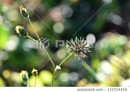 西氏鬼針草 (Bidens sieboldii) - 貧瘠土地 - 土地出售 133724458