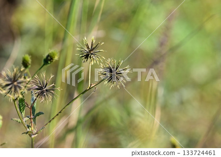 Bidens sieboldii (genus Bidens) - Barren land - Land for sale 133724461