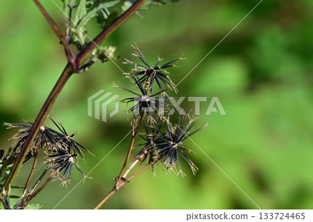 西氏鬼針草 (Bidens sieboldii) - 貧瘠土地 - 土地出售 133724465
