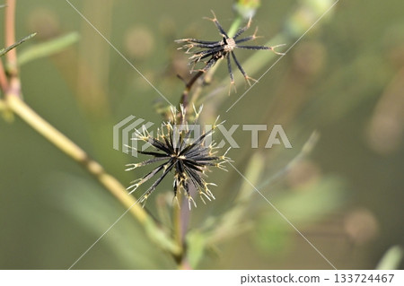 Bidens sieboldii (genus Bidens) - Barren land - Land for sale Bidens sieboldii (genus Bidens) - Barren land - Land for sale 133724467