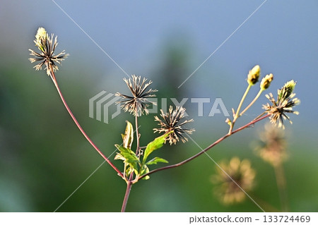 Bidens sieboldii (genus Bidens) - Barren land - Land for sale Bidens sieboldii (genus Bidens) - Barren land - Land for sale 133724469