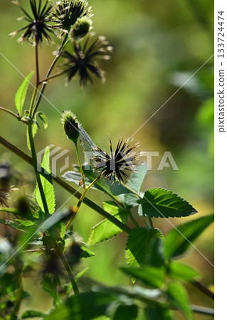 西氏鬼針草 (Bidens sieboldii) - 貧瘠土地 - 土地出售 133724474