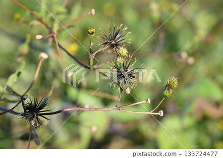 西氏鬼針草 (Bidens sieboldii) - 貧瘠土地 - 土地出售 133724477