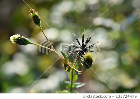 Bidens sieboldii (genus Bidens) - Barren land - Land for sale 133724479