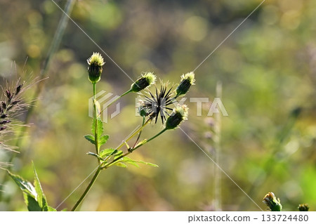 Bidens sieboldii (genus Bidens) - Barren land - Land for sale Bidens sieboldii (genus Bidens) - Barren land - Land for sale 133724480