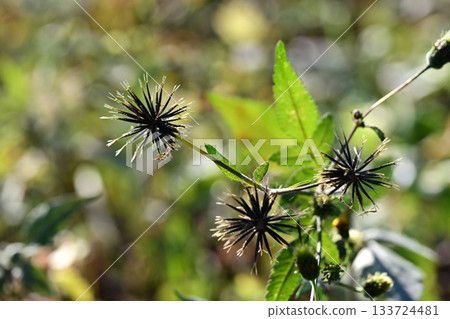 西氏鬼針草 (Bidens sieboldii) - 貧瘠土地 - 土地出售 133724481