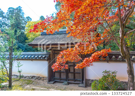 Bright autumn leaves 133724527