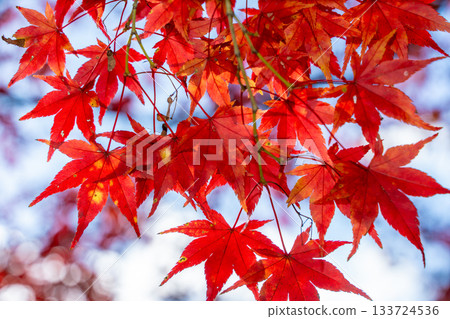 鮮紅的秋葉 鮮紅的秋葉 133724536