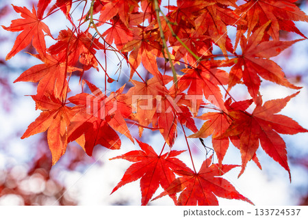 鮮紅的秋葉 鮮紅的秋葉 133724537