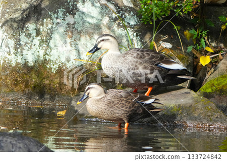 Duck Duck 133724842