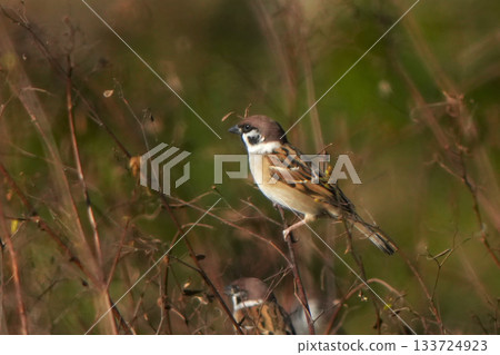 麻雀 麻雀 133724923